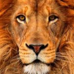 Profile photo of Yo Manesh
